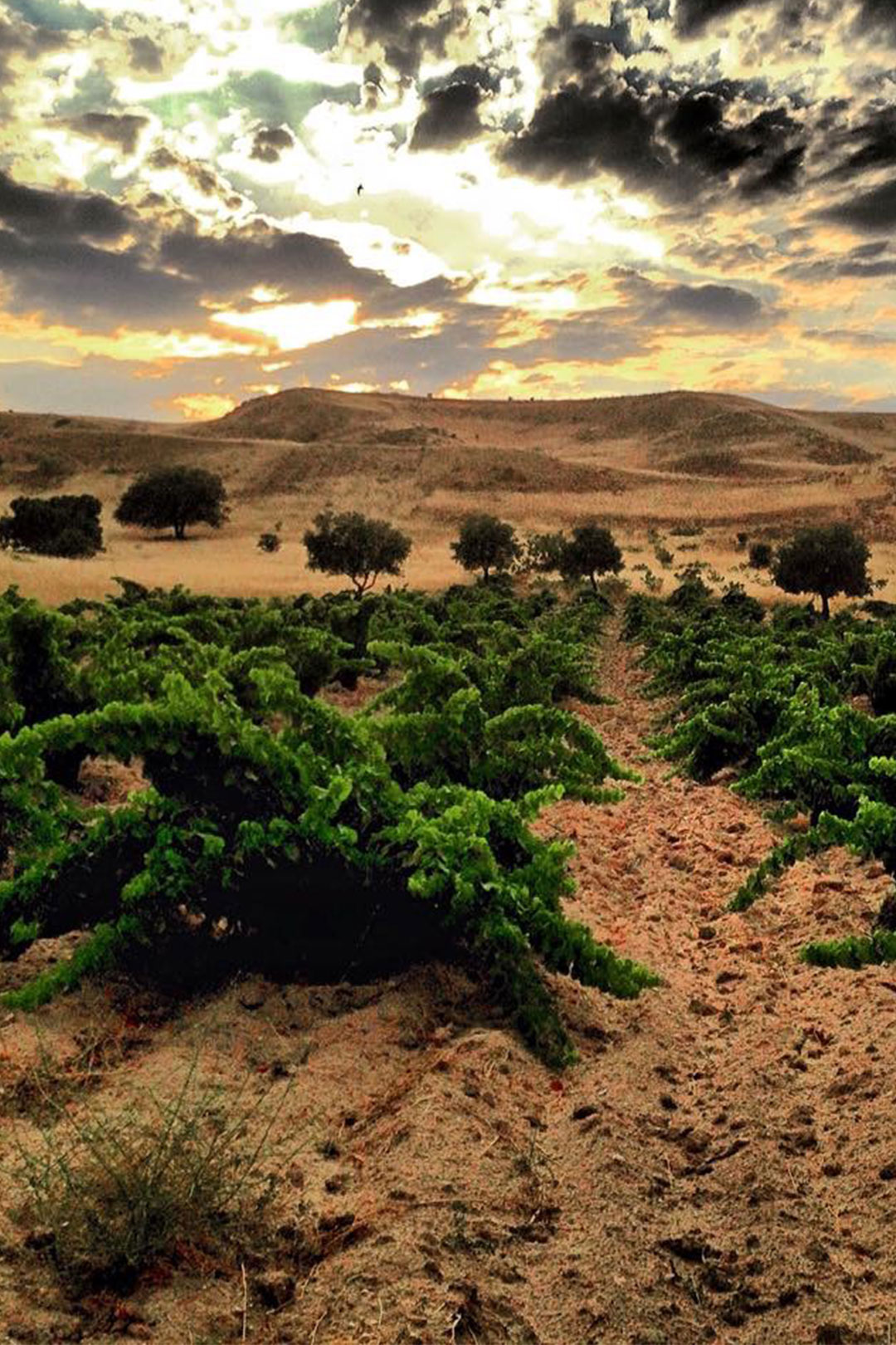 Tinta Castiza: Compromiso con la Sostenibilidad y la Excelencia en la Producción de Vinos Ecológicos